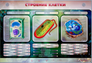 Стенды для кабинета биологии - «globural.ru» - Нижний Тагил