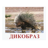 Карточки Домана "Дикие животные-3" - «globural.ru» - Нижний Тагил