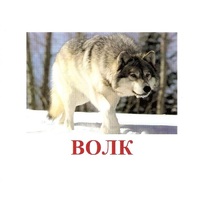Карточки Домана "Дикие животные-1" - «globural.ru» - Нижний Тагил