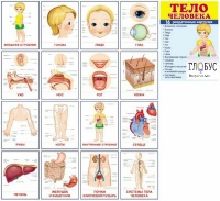 Раздаточные карточки "Тело человека" - «globural.ru» - Нижний Тагил
