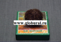 Сухой препарат "Еж морской" - «globural.ru» - Нижний Тагил