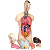 Торс человека разборный (42 см.) - «globural.ru» - Нижний Тагил