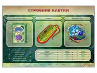 Электрифицированный стенд "Строение клетки" с маркерными полями - «globural.ru» - Нижний Тагил
