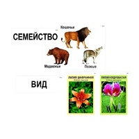 Модель-аппликация "Классификация растений и животных" (ламинированная) - «globural.ru» - Нижний Тагил