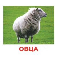 .Карточки Домана "Домашние животные" - «globural.ru» - Нижний Тагил