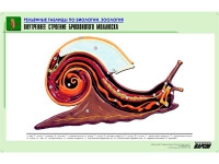 Рельефная таблица "Внутреннее строение брюхоногого моллюска" (формат А1, матовое ламинир.) - «globural.ru» - Нижний Тагил