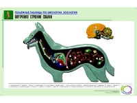 Рельефная таблица "Внутреннее строение собаки" (формат А1, матовое ламинир.) - «globural.ru» - Нижний Тагил