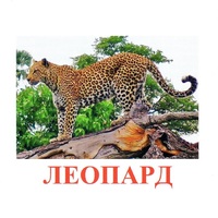Карточки Домана "Дикие животные-2" - «globural.ru» - Нижний Тагил