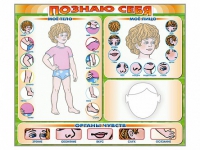 Стенд маркерный "Познаю себя" (тело, голова, органы чувств) - «globural.ru» - Нижний Тагил