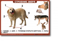 Ознакомление с окружающим миром. 1-4 класс. Комплект таблиц. Наглядные пособия для начальной школы, учебные пособия - «globural.ru» - Нижний Тагил