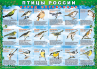 Таблица Птицы России из  4 листов в комплекте 1000*1400 винил	 - «globural.ru» - Нижний Тагил