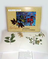 Гербарий Деревья и кустарники (20 видов) - «globural.ru» - Нижний Тагил