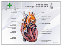 Стенд "Строение сердца человека" - «globural.ru» - Нижний Тагил