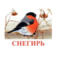 Карточки Домана "Птицы-1" - «globural.ru» - Нижний Тагил