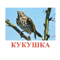 Карточки Домана "Птицы-3" - «globural.ru» - Нижний Тагил