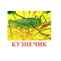 Карточки Домана "Насекомые" - «globural.ru» - Нижний Тагил