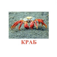 Карточки Домана "Подводный мир" - «globural.ru» - Нижний Тагил