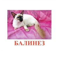 Карточки Домана "Породы кошек" - «globural.ru» - Нижний Тагил