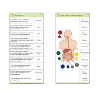 Комплект карточек (10) "Обучающий калейдоскоп. Человек" - «globural.ru» - Нижний Тагил
