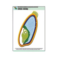 Рельефная таблица "Зерновка пшеницы" (формат А1, матовое ламинир.) - «globural.ru» - Нижний Тагил