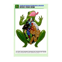 Рельефная таблица "Внутреннее строение лягушки" (формат А1, матовое ламинир.) - «globural.ru» - Нижний Тагил
