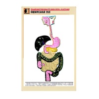 Рельефная таблица "Пищеварительный тракт" (формат А1, матовое ламинир.) - «globural.ru» - Нижний Тагил