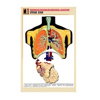 Рельефная таблица "Строение легких" (формат А1, матовое ламинир.) - «globural.ru» - Нижний Тагил