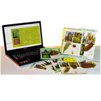 Коллекция натурально-интерактивная "Голосеменные растения" - «globural.ru» - Нижний Тагил