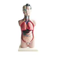 Торс человека разборный - «globural.ru» - Нижний Тагил