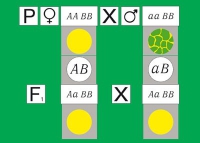 Модель-аппликация Дигибридное скрещивание. Законы Менделя. (набор из 84 карт) - «globural.ru» - Нижний Тагил