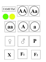 Модель-аппликация Моногибридное скрещивание и его цитологические основы - «globural.ru» - Нижний Тагил