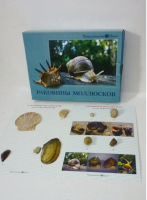 Коллекция "Раковины моллюсков" (вариант 2) - «globural.ru» - Нижний Тагил