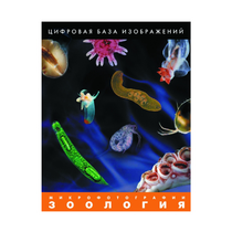 Зоология. Микрофотографии. (Цифровая база изображений) - «globural.ru» - Нижний Тагил