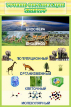 Стенд "Уровни организации живого" - «globural.ru» - Нижний Тагил