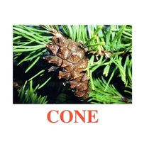 Карточки Домана "Going for a walk-2" ("На прогулке-2") на английском языке - «globural.ru» - Нижний Тагил