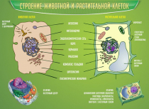 Стенд "Строение животной и растительной клеток" - «globural.ru» - Нижний Тагил