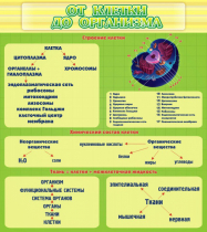 Стенд "От клетки до организма" - «globural.ru» - Нижний Тагил