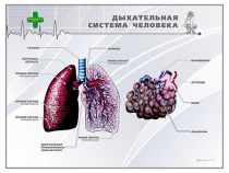 Стенд "Дыхательная система человека" - «globural.ru» - Нижний Тагил