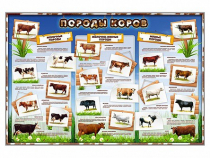 Стенд "Породы коров" - «globural.ru» - Нижний Тагил