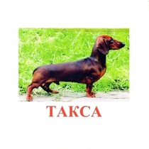 Карточки Домана "Породы собак" - «globural.ru» - Нижний Тагил