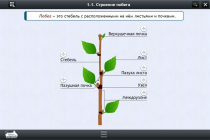 Интерактивные курсы. Биология 6 класс. Расширенный - «globural.ru» - Нижний Тагил