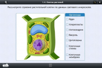 Интерактивные курсы. Биология 9 класс. Расширенный - «globural.ru» - Нижний Тагил
