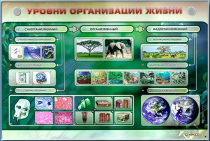 Электрифицированный стенд "Уровни организации жизни" - «globural.ru» - Нижний Тагил