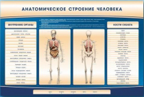 Электрифицированный стенд-тренажер c макетом скелета "Анатомическое строение человека" - «globural.ru» - Нижний Тагил