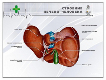 Стенд "Строение печени человека" - «globural.ru» - Нижний Тагил
