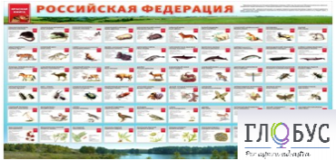 Стенд "Красная книга РФ" - «globural.ru» - Нижний Тагил