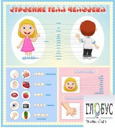 Стенд "Строение человека" для детей - «globural.ru» - Нижний Тагил