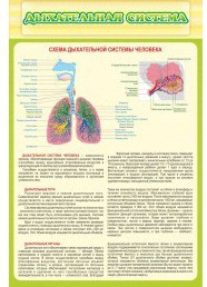 Стенд "Дыхательная система" - «globural.ru» - Нижний Тагил